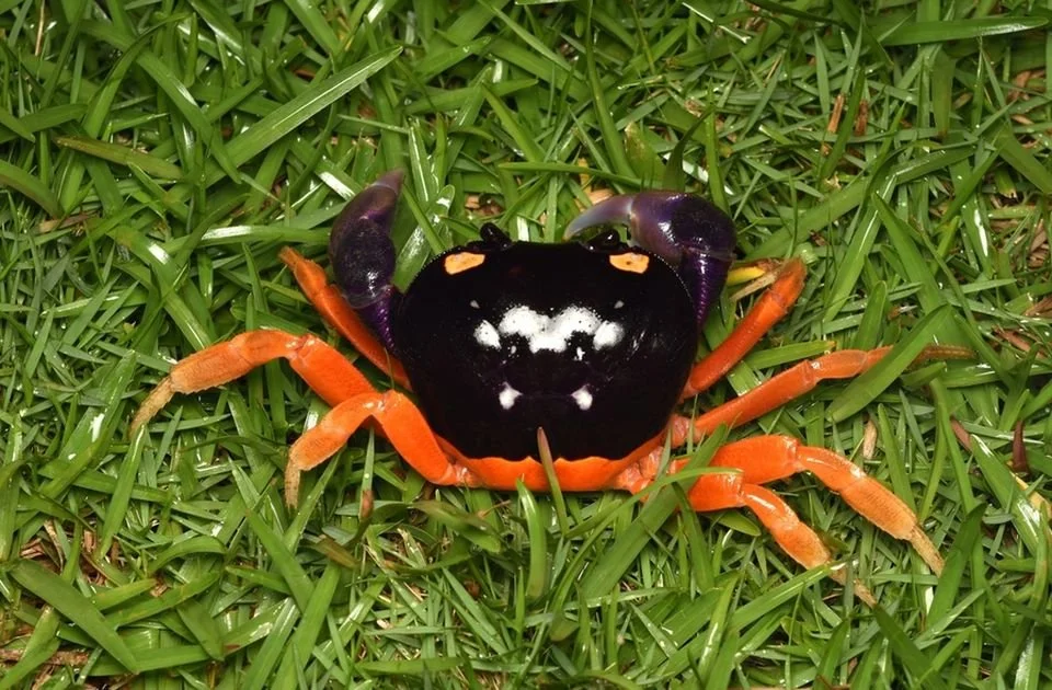 GECARCINUS RURICOLA CARE GUIDE - ZOMBIE LAND CRAB CARE — Indoor